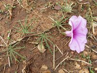 Ipomoea unknown all-t.JPG